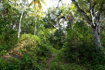 Path through dense forest in the Northern Dominican Republic, Caribbean