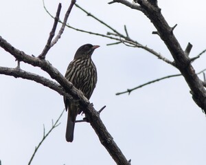 Palmchat (Dulus dominicus) sitting in a tree in the Northern Dominican Republic, Caribbean.