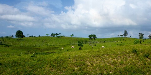 Fototapeta premium Pasture with cows in the Eastern part of Dominican Republic, Caribbean.