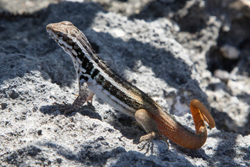 Small Lizard, Hispaniolan Masked Curly-tailed Lizard (Leiocephalus personatus), on Isla Catalina outside Dominican Republic, Caribbean.