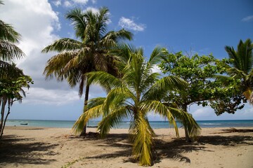 Coastline and Beach Forest in the Northern part of Dominican Republic, Caribbean.