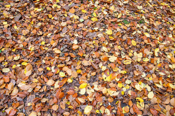 Autumn yellow dirty leaves on the earth floor in big forest.