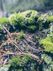 moss on the tree