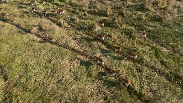 Aerial View of Red lechwes at Okavango Delta, Botswana