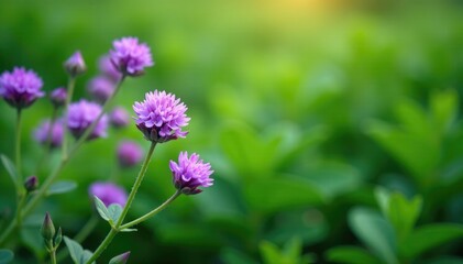 Fototapeta premium Small clusters of purple flowers on a lush green background, herbage, perennial, ornamental