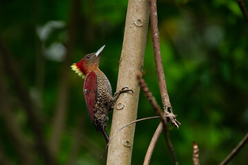 Banded woodpecker (Chrysophlegma miniaceum) hanging vertically on a tree trunk, searching for insects, found in Singapore Quarry, natural background
