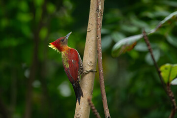 Banded woodpecker (Chrysophlegma miniaceum) hanging vertically on a tree trunk, searching for insects, found in Singapore Quarry, natural background
