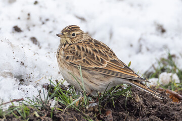 Eurasian Skylark Alauda arvensis on snow in Putgarten, Insel Rügen, Germany