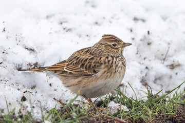 Eurasian Skylark Alauda arvensis on snow in Putgarten, Insel Rügen, Germany