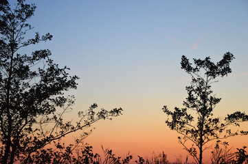 Beautiful sunset sky with treetop silhouette background