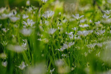 Golden Dandelion Blossoms in a Sunny Field