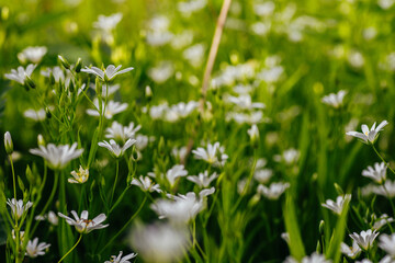 Chickweed in Spring Meadows
