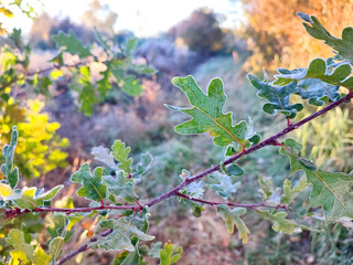 Green leaf covered frost close-up. Branch with green oak leaves and covered with white frost on frosty sunny day. Frost on leaves in morning. Frosts. Nature wildlife. Environment. Natural background