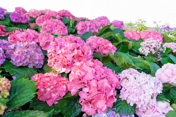 pretty pink hortensia flowers - congratulation card background