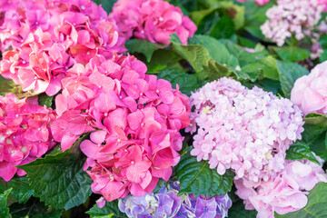Pink and Blue Mophead Hydrangea macrophylla ‘Endless Summer’.