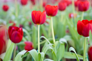 close-up of blooming red tulips. tulip flowers with deep red petals. flower arrangement background