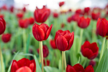 close-up of blooming red tulips. tulip flowers with deep red petals. flower arrangement background