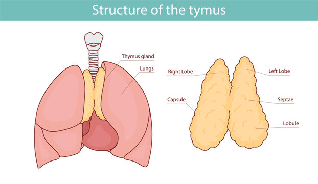anatomical illustration of the human thymus. hand drawn vector illustration.