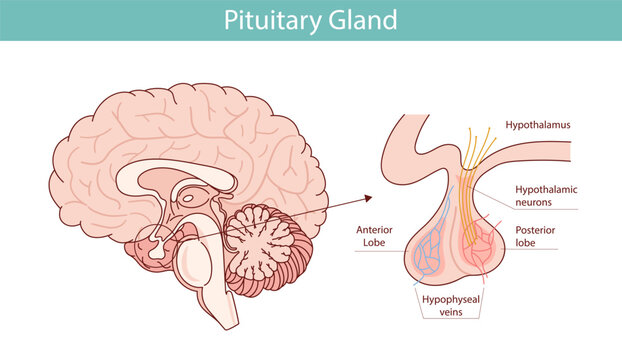 Detailed illustration of the pituitary gland and brain. vector illustration in cartoon style
