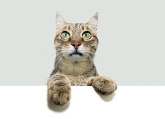 Obraz premium Close-up European kitten cat with green eyes peeking over a white blank hanging its paws over. Isolated on grey background