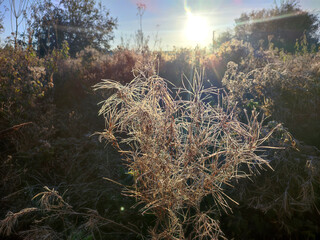 Wild field plant covered with white frost on a sunny frosty day in autumn close-up. Branches of a small bush plant covered with white frost illuminated by the shining sun in early in morning.