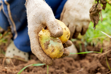 Close-up of hands in gloves holding potato plant. Fresh farm produce with roots and soil. Harvesting season background