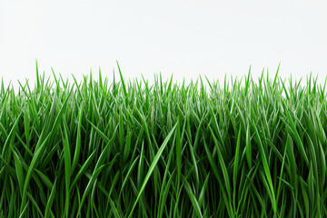 Obraz premium Vibrant green grass blades against a clean, white background.