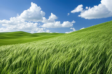 Fototapeta premium Vibrant green grass waves under a clear blue sky with fluffy white clouds.