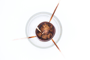 Germination of an avocado