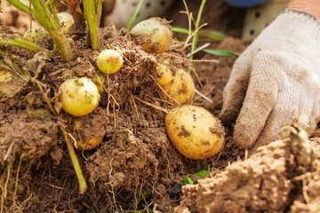 Gloved hands pulling potato plant from the ground. Fresh organic harvest in rich soil. Farming and sustainability theme