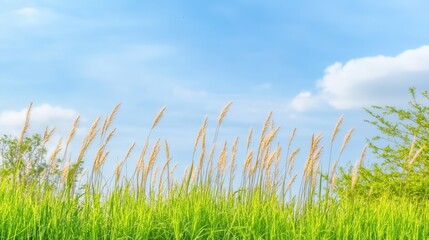 Fototapeta premium Lush green grass swaying in the gentle breeze under a bright blue sky with soft white clouds, creating a serene and peaceful atmosphere, nature landscape concept