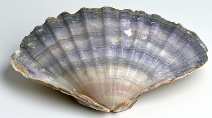 Obraz premium Beautiful Iridescent Shell with Soft Purple and Beige Hues