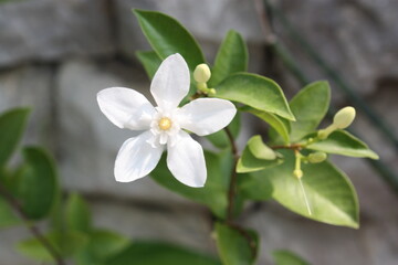 whit flower