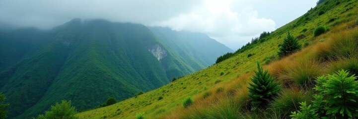 Obraz premium Slope of the mountain covered with moss and ferns under overcast sky, scenery, atmosphere
