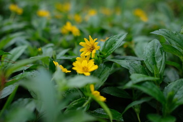 Wedelia or Sphagneticola trilobata belongs to the order Asterales, family Asteraceae. Wedelia is a...