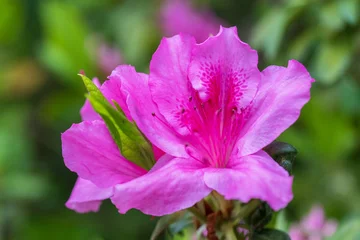 Fotobehang azalea © Hanzo