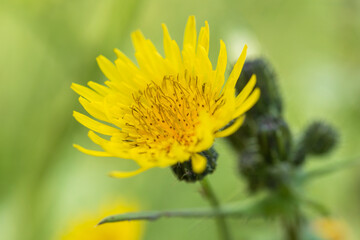 common sowthistle