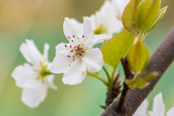 Japanese pear
