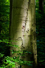 A strain of an old tree, close-up view. Background for various uses.