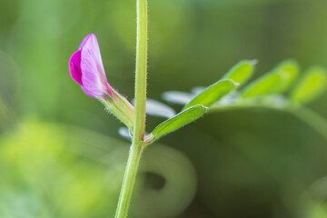 narrow leaved vetch
