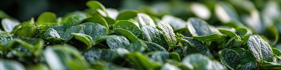Close-up Photograph of Dark Green Foliage with Moisture