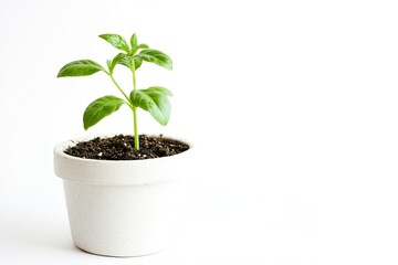 small green leafy plant placed in white textured pot.