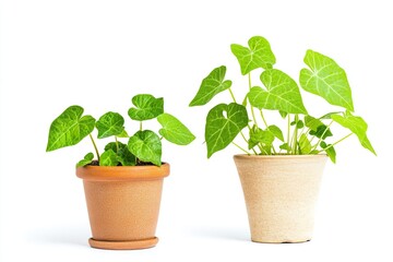 Fototapeta premium two identical green-leaved plants, with different pots, isolated on white background.