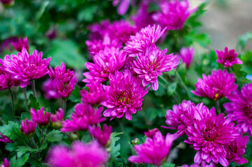 Close-up view of vibrant purple chrysanthemum flowers in full bloom, densely clustered together