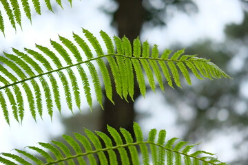 Green fern with a natural background. Indonesian call it pakis © Erhan