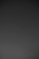 Silhouette of bat flying on the dark sky.