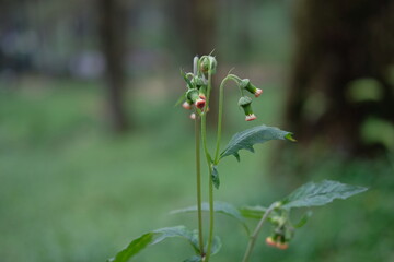 Crassocephalum crepidioides, also called ebolo, thickhead, redflower ragleaf, or fireweed, is an erect annual slightly succulent herb growing up to 180 cm tall