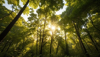 Fototapeta premium Sunlight Through Forest Canopy