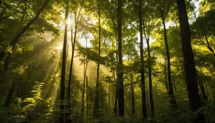 Fototapeta premium Sunlight Through Forest Canopy