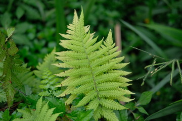Green fern with a natural background. Indonesian call it pakis © Erhan